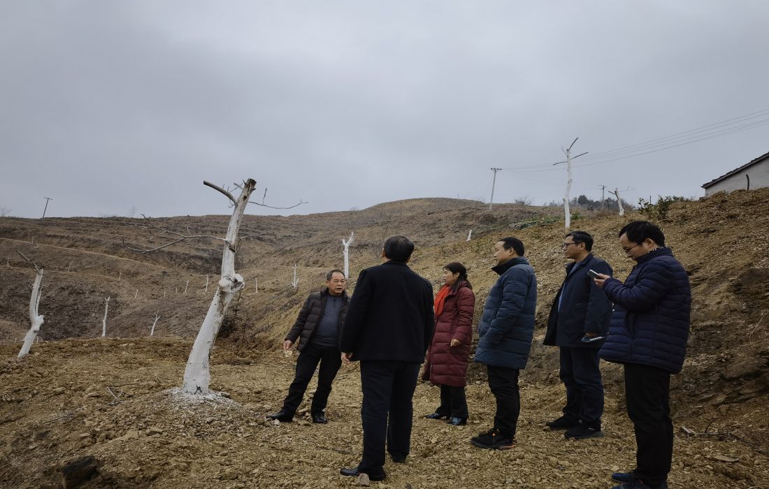雷锦洪一行实地察看产业发展情况.jpg